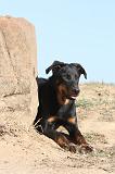 BEAUCERON - PUPPIES 049